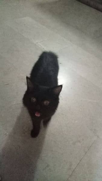 black cat 3