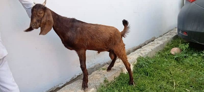 bakra for sell 5
