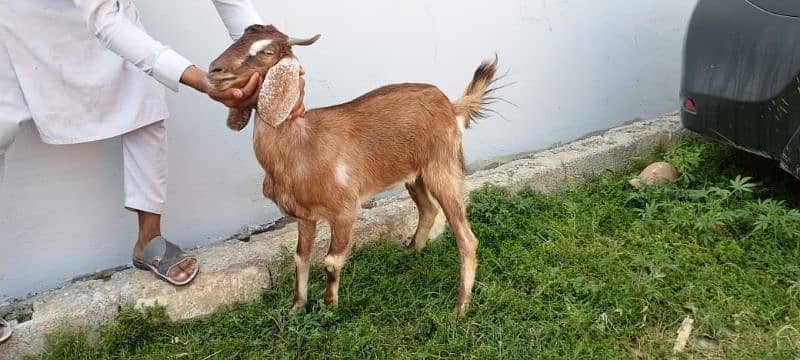 bakra for sell 11