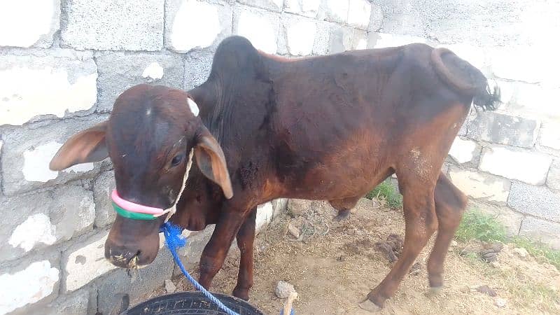 bakra for sell 12