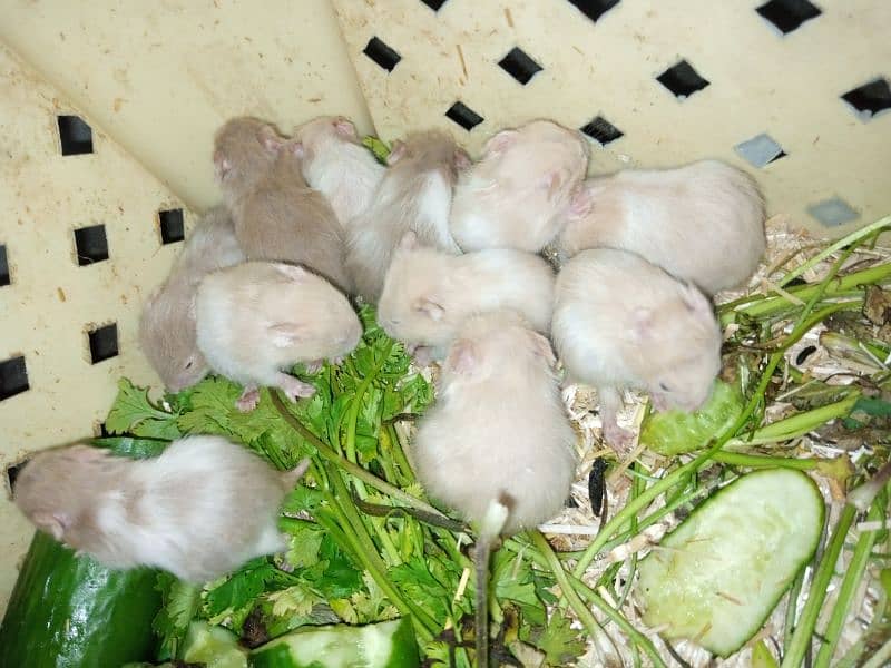 Hamsters available for sale 1