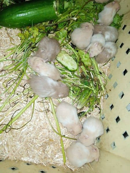 Hamsters available for sale 2