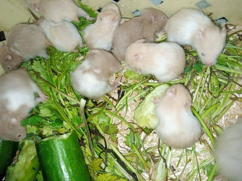 Hamsters available for sale 3