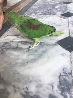 Kashmiri parrot