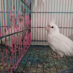 cocktiel breeder adult and pathay (strong blood line