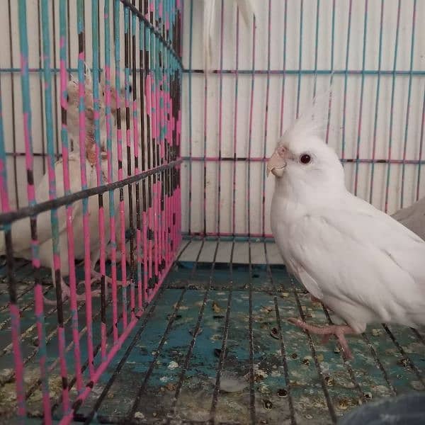 cocktiel breeder adult and pathay (strong blood line 0
