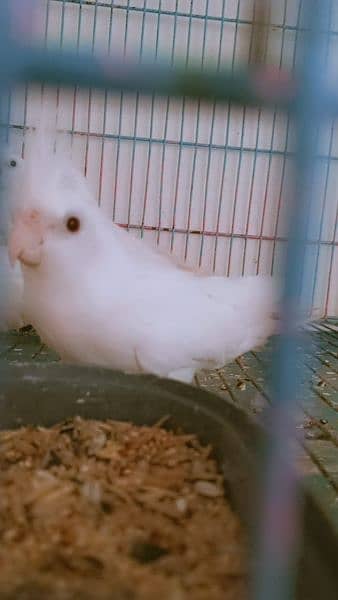 cocktiel breeder adult and pathay (strong blood line 3