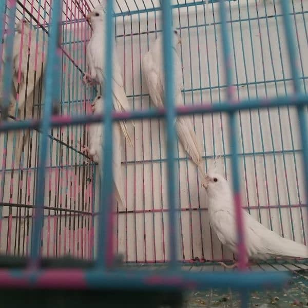 cocktiel breeder adult and pathay (strong blood line 5