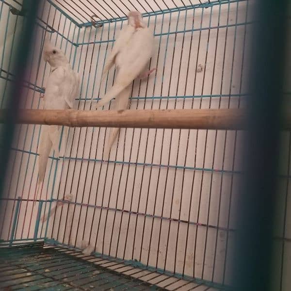 cocktiel breeder adult and pathay (strong blood line 6