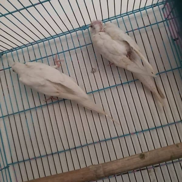 cocktiel breeder adult and pathay (strong blood line 7