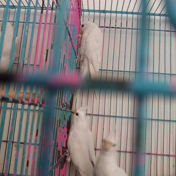 cocktiel breeder adult and pathay (strong blood line 8