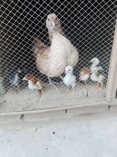 1 month chicks for sale sindhi baingum aseel