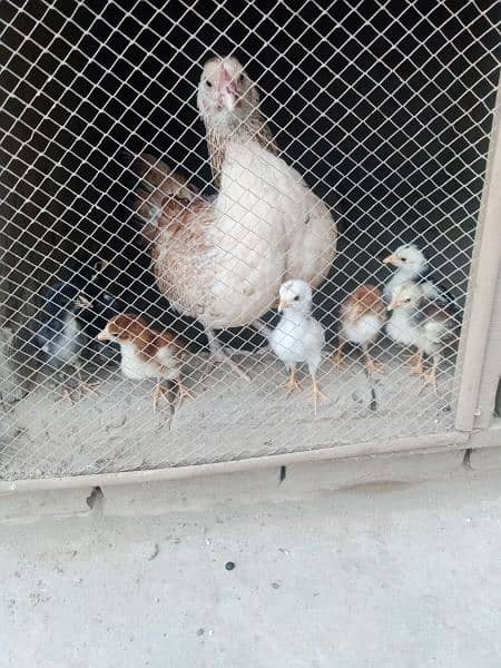1 month chicks for sale sindhi baingum aseel 0