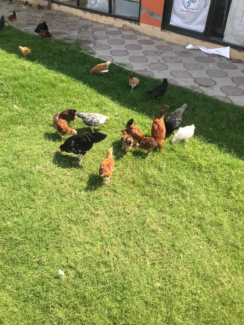 Golden Missri Chicks and hens for sale 11