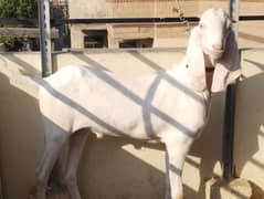 Pair goats, Bakra , available for sale for qorbani