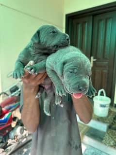 blue greatdane female puppies available for booking 0