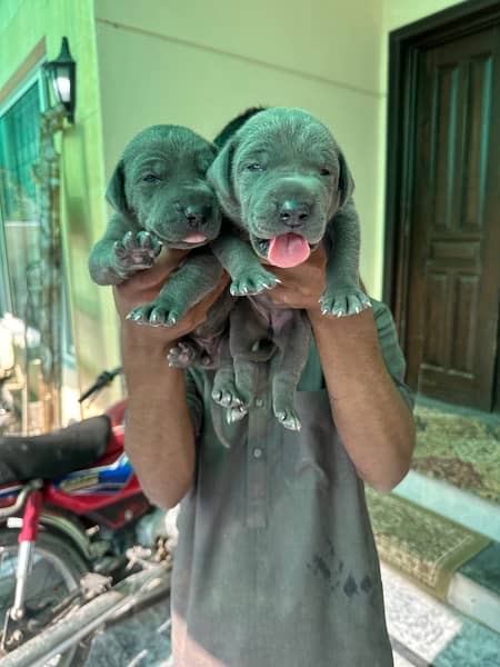 blue greatdane female puppies available for booking 1