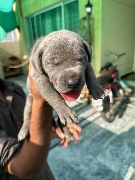 blue greatdane female puppies available for booking 2