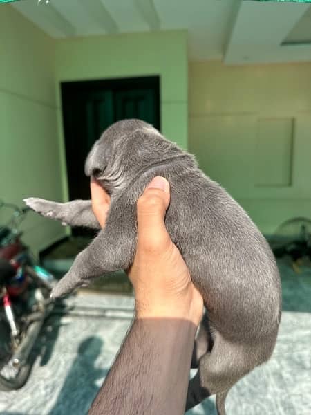 blue greatdane female puppies available for booking 3