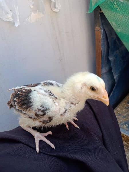 12 Aseel chicks, 35 days old 2