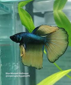 Exclusive Bettas Variety! (all Pakistan delivery) 0