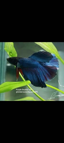 Exclusive Bettas Variety! (all Pakistan delivery) 2