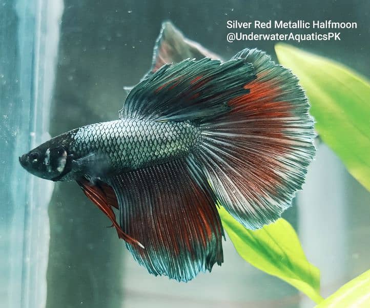 Exclusive Bettas Variety! (all Pakistan delivery) 7