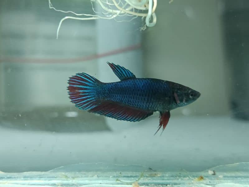Exclusive Bettas Variety! (all Pakistan delivery) 10