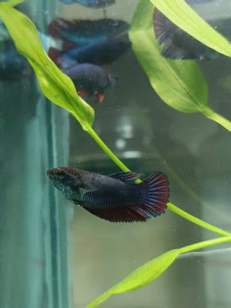 Exclusive Bettas Variety! (all Pakistan delivery) 12