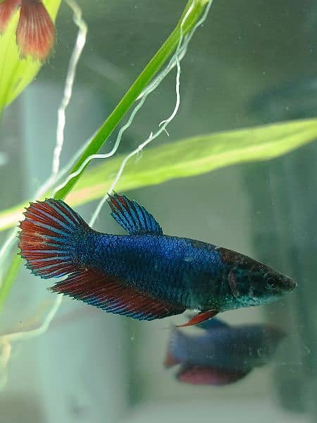 Exclusive Bettas Variety! (all Pakistan delivery) 15