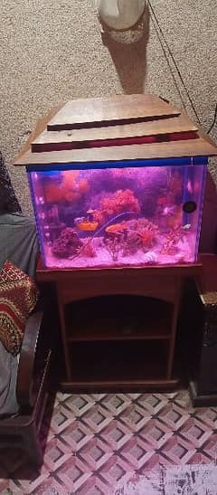 fish aquarium for sale