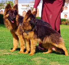 German shepherd | German shepherd Pair Dog For Sale