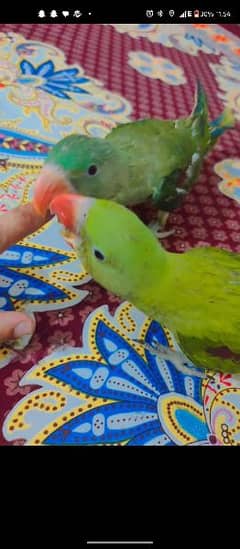 5 month baby parrot 1 time feed