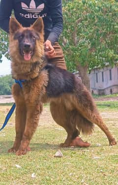 German shepherd male available full long Cort show quality for sale
