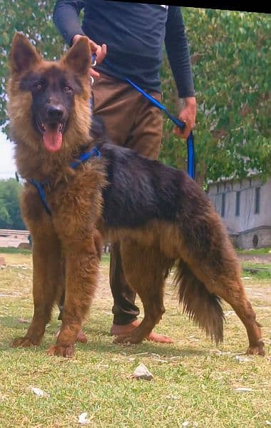 German shepherd male available full long Cort show quality for sale 1