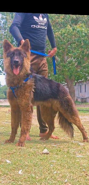 German shepherd male available full long Cort show quality for sale 2
