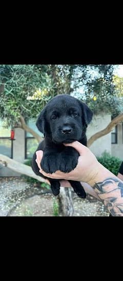 non ped vaccinated black colour Labrador puppy 2.5 months old. 0