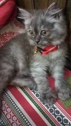 Persian great kitten for sale. Litter trained and vaccinated