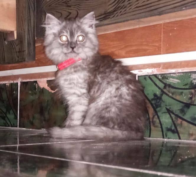 Persian great kitten for sale. Litter trained and vaccinated 2