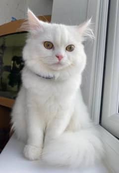 Persian female breeder cat on heat for sale