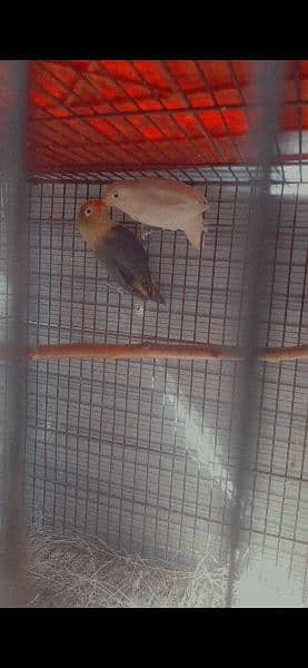 love birds pair and pathay for sale  03116618521 8