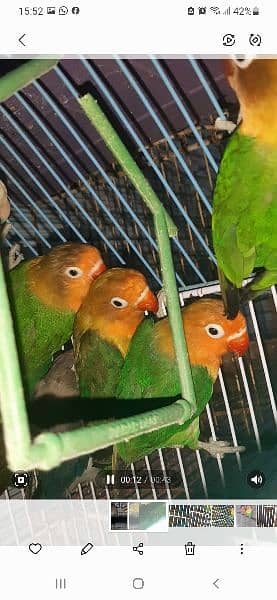 love birds pair and pathay for sale  03116618521 17