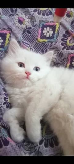 odd eyes white kittens for sale 0