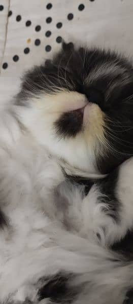 Persian piky face kitten 3
