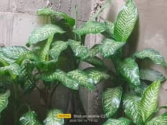 Indoor Plants for sell