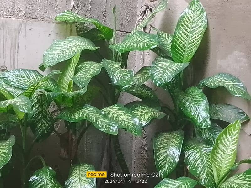 Indoor Plants for sell 0