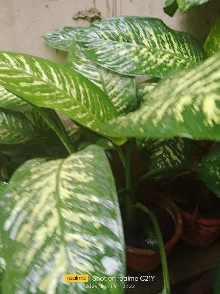 Indoor Plants for sell 1