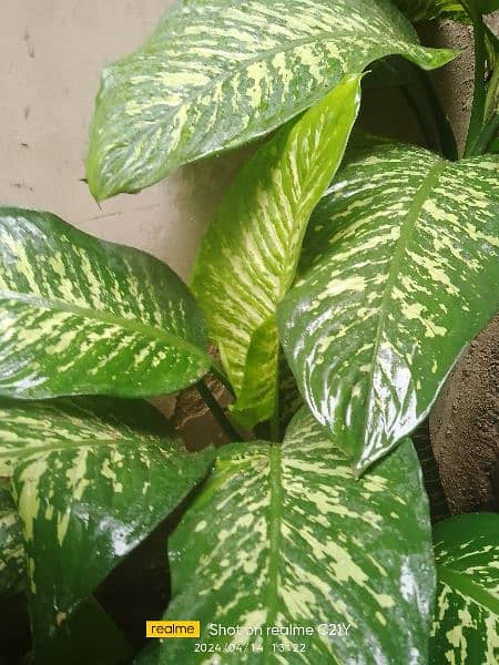 Indoor Plants for sell 2