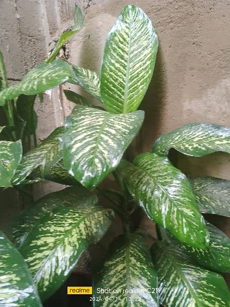 Indoor Plants for sell 3