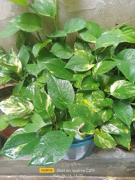 Indoor Plants for sell 4